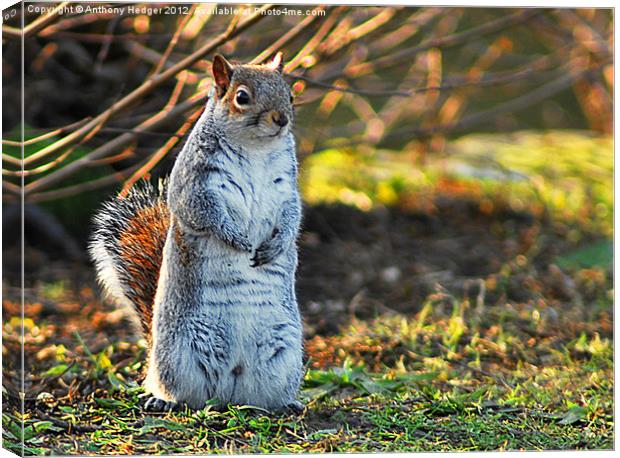 Squirrel or a Meerkat Canvas Print by Anthony Hedger