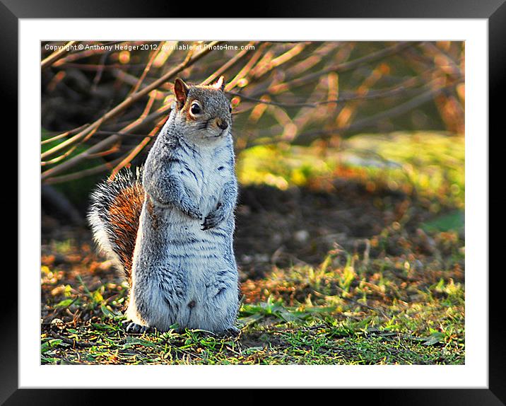 Squirrel or a Meerkat Framed Mounted Print by Anthony Hedger