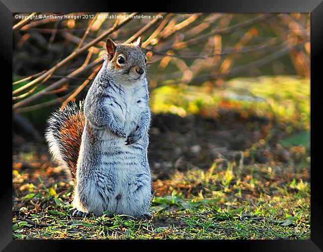 Squirrel or a Meerkat Framed Print by Anthony Hedger