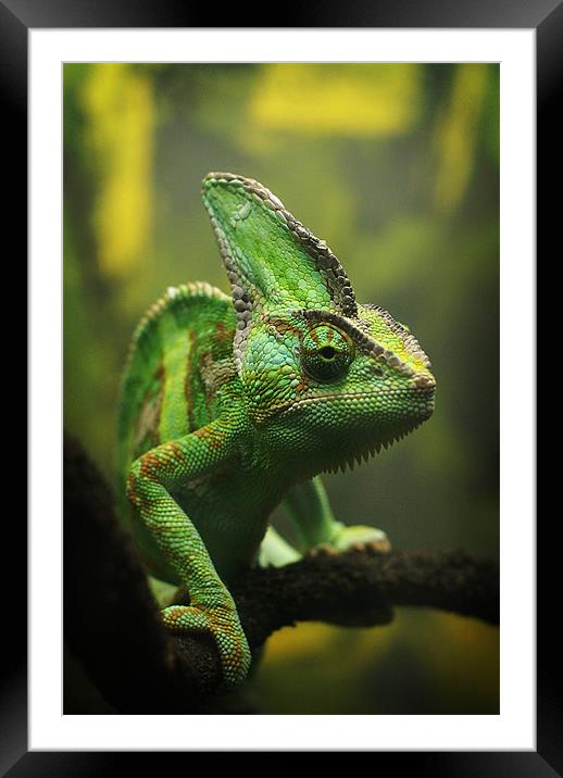 Veiled chameleon Framed Mounted Print by Maria Tzamtzi Photography