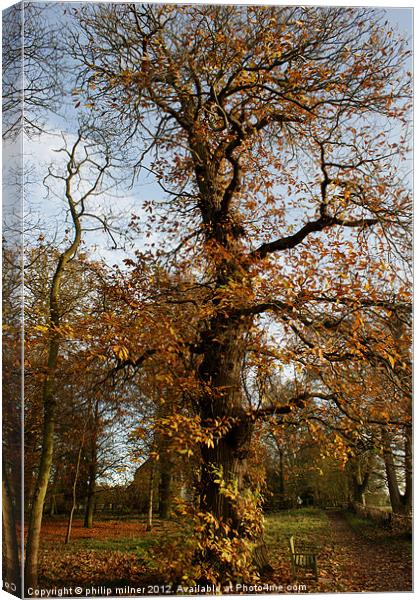 The Tall Chesnut Tree Canvas Print by philip milner