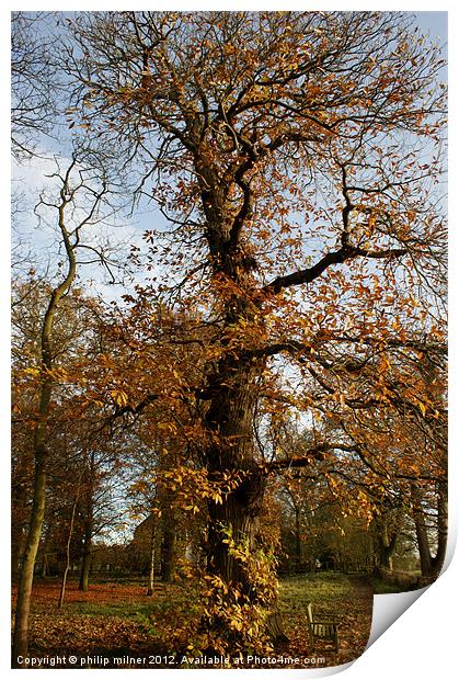 The Tall Chesnut Tree Print by philip milner