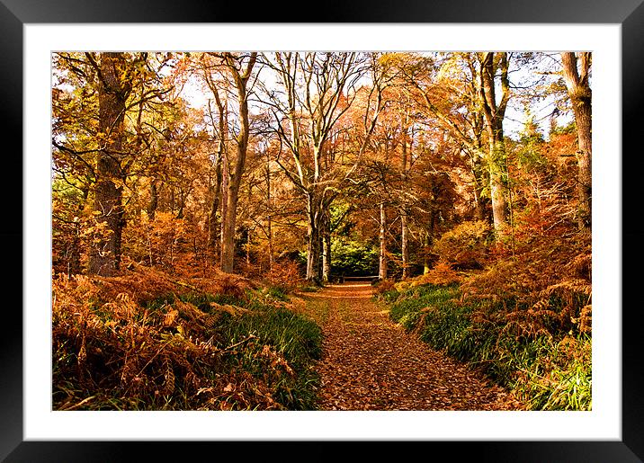 A Blaze of Autumn Colour Framed Mounted Print by Jacqi Elmslie