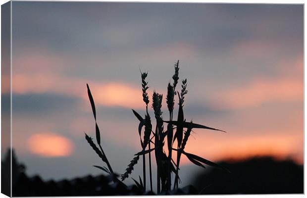 Sunset Grass Canvas Print by Gavin Wilson