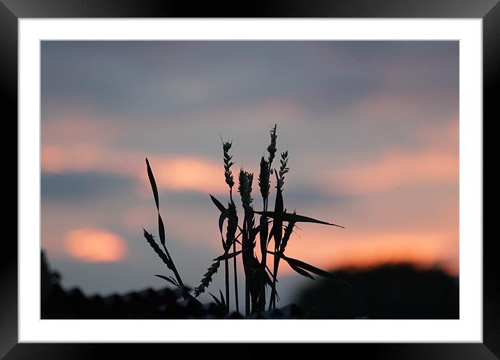 Sunset Grass Framed Mounted Print by Gavin Wilson