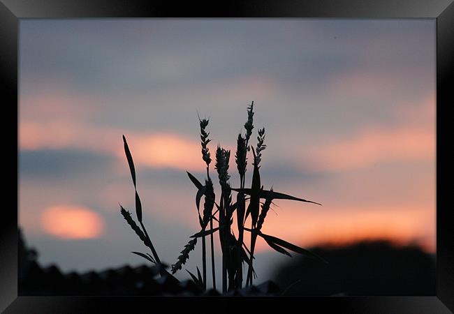 Sunset Grass Framed Print by Gavin Wilson