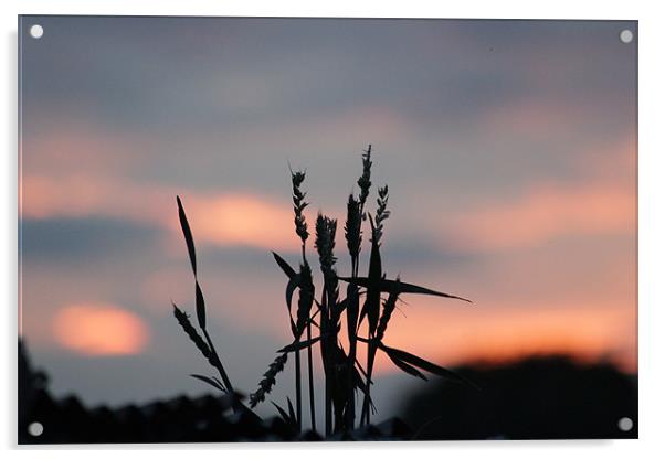 Sunset Grass Acrylic by Gavin Wilson