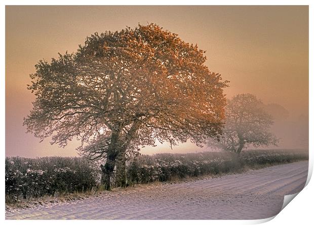 Winter Morning Print by Tracey Whitefoot