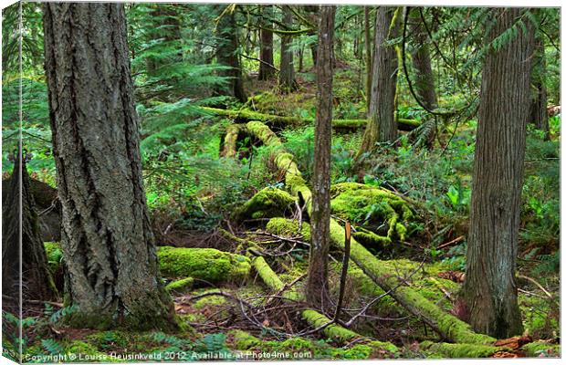 Fallen Trees in the Northern Rainforest Canvas Print by Louise Heusinkveld