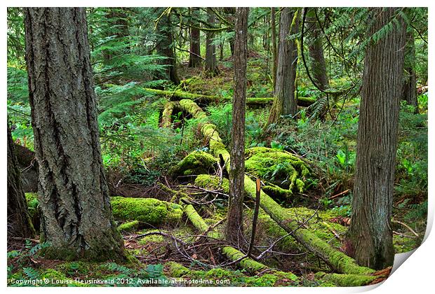 Fallen Trees in the Northern Rainforest Print by Louise Heusinkveld