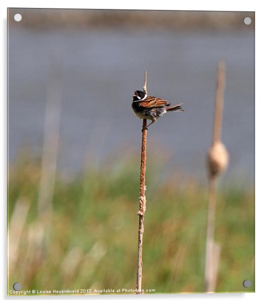 Reed Bunting Singing on a Reed Acrylic by Louise Heusinkveld