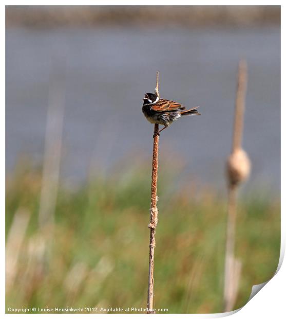 Reed Bunting Singing on a Reed Print by Louise Heusinkveld