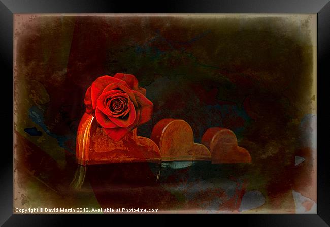 Red rose Framed Print by David Martin