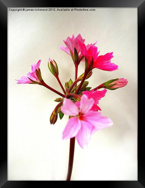 Flowering Pink Pelargonium Framed Print by james richmond
