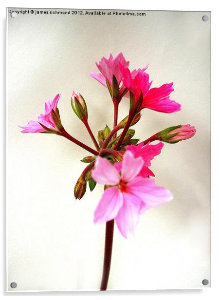 Flowering Pink Pelargonium Acrylic by james richmond