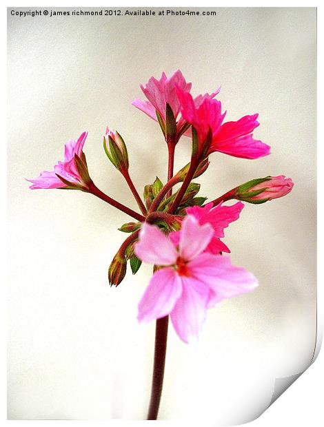 Flowering Pink Pelargonium Print by james richmond