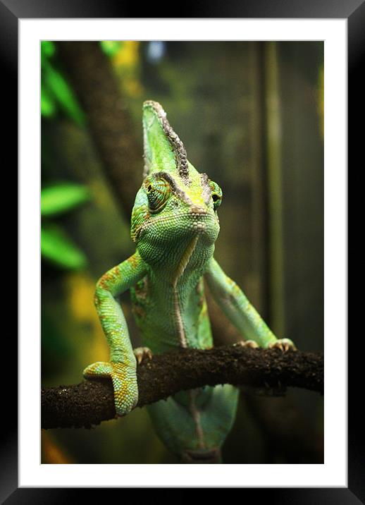 Yes, I am looking at you! V.2 Framed Mounted Print by Maria Tzamtzi Photography
