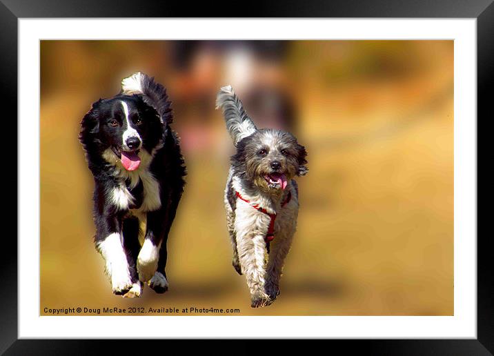 two dogs Framed Mounted Print by Doug McRae