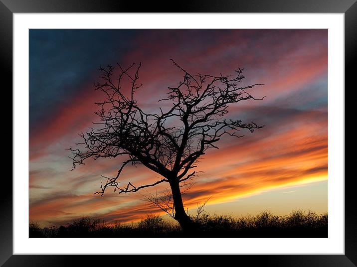 Lone Tree at Sunset Framed Mounted Print by Tracey Whitefoot