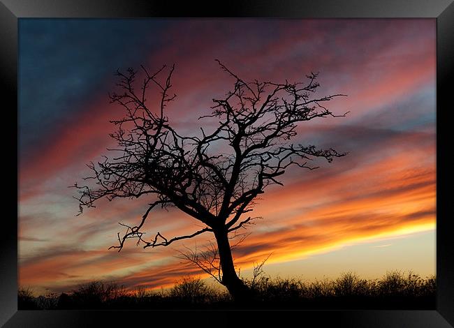 Lone Tree at Sunset Framed Print by Tracey Whitefoot
