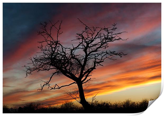 Lone Tree at Sunset Print by Tracey Whitefoot