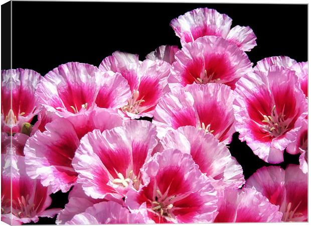 Sweet William Bouquet Canvas Print by Mary Lane