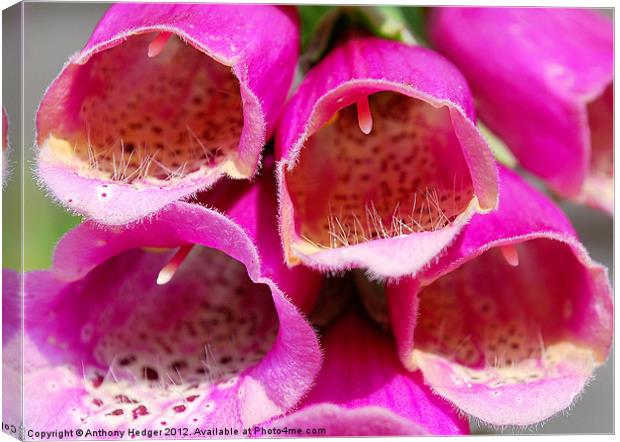 A close up in nature Canvas Print by Anthony Hedger