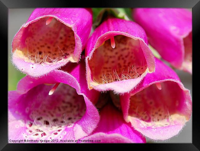 A close up in nature Framed Print by Anthony Hedger