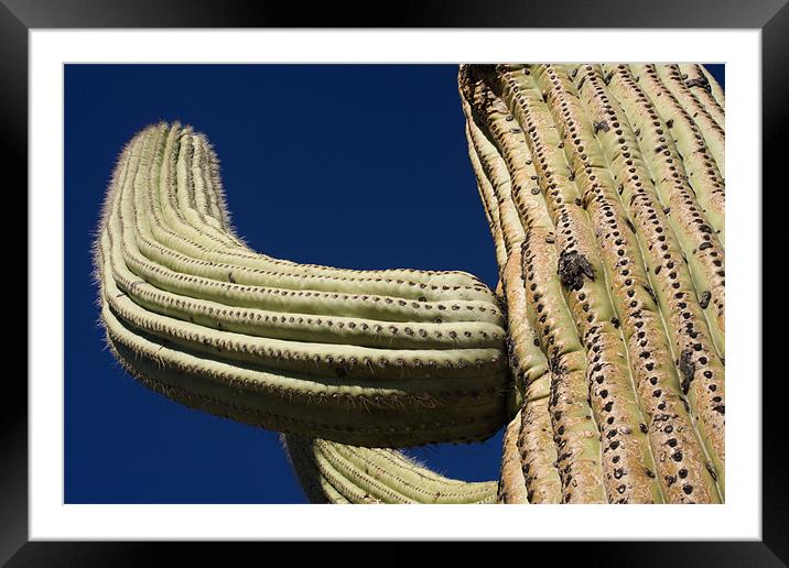 Saguaro Framed Mounted Print by Thomas Schaeffer