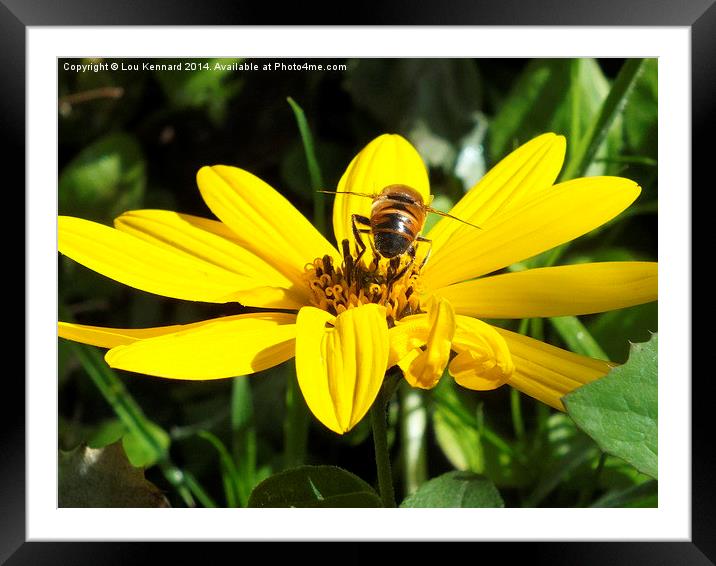 Busy Little Bee Framed Mounted Print by Lou Kennard