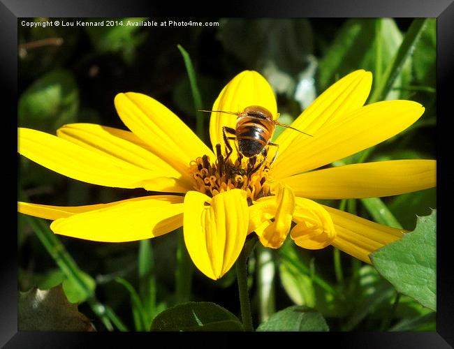 Busy Little Bee Framed Print by Lou Kennard