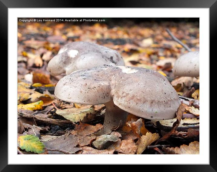 Mushrooms in Autumn Framed Mounted Print by Lou Kennard