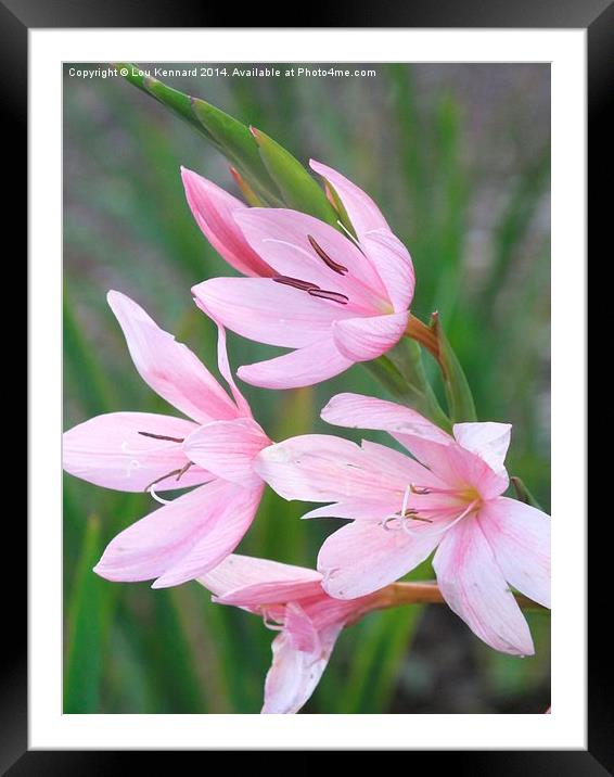 Little Pink Flowers Framed Mounted Print by Lou Kennard