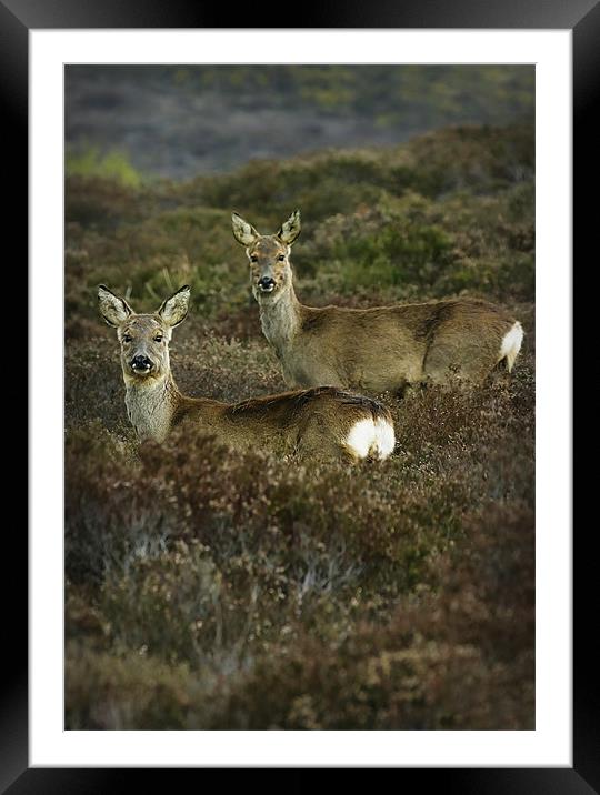 SIKA DEER #1 Framed Mounted Print by Anthony R Dudley (LRPS)