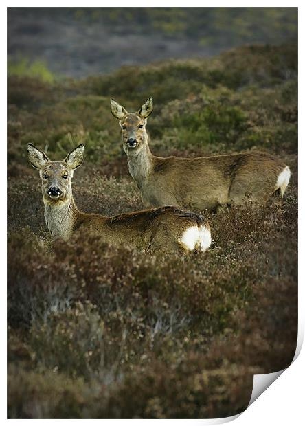 SIKA DEER #1 Print by Anthony R Dudley (LRPS)