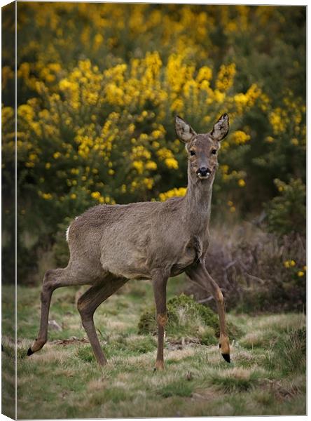 SIKA DEER #2 Canvas Print by Anthony R Dudley (LRPS)