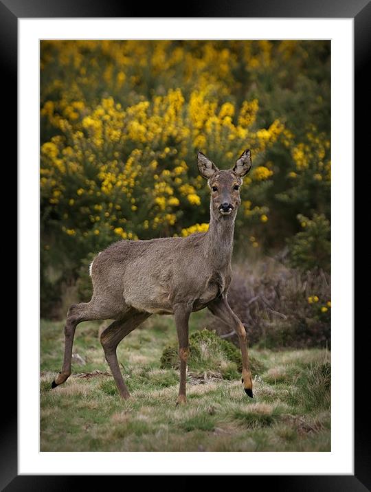 SIKA DEER #2 Framed Mounted Print by Anthony R Dudley (LRPS)