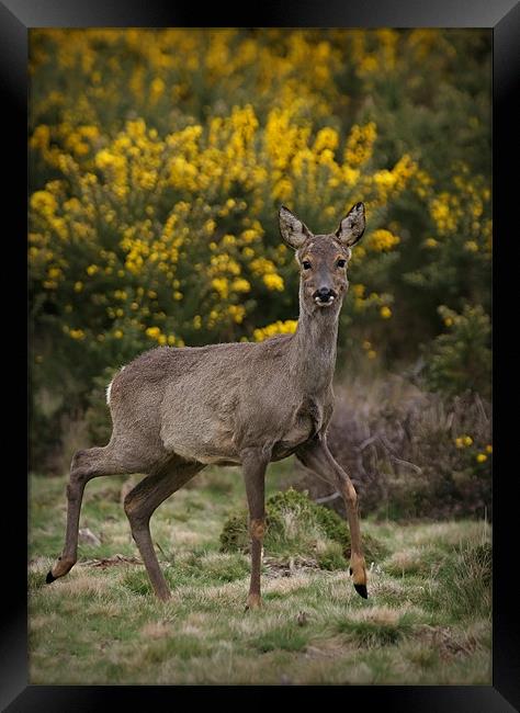 SIKA DEER #2 Framed Print by Anthony R Dudley (LRPS)