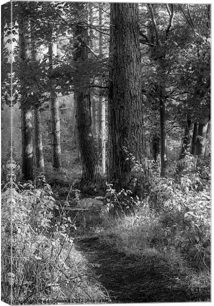 Forest Track - Mono Canvas Print by Ann Garrett