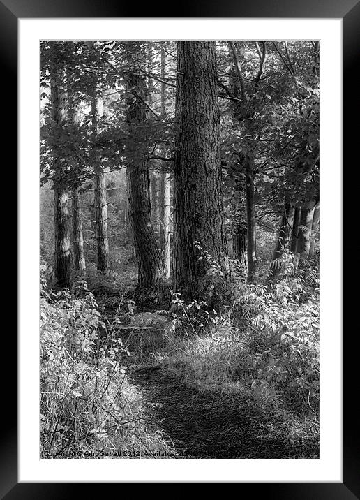 Forest Track - Mono Framed Mounted Print by Ann Garrett