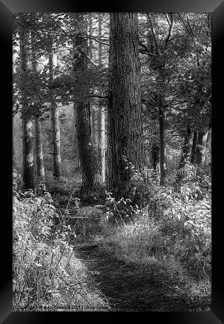 Forest Track - Mono Framed Print by Ann Garrett