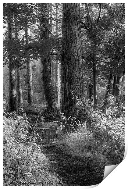 Forest Track - Mono Print by Ann Garrett