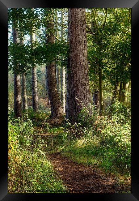 Forest Track Framed Print by Ann Garrett