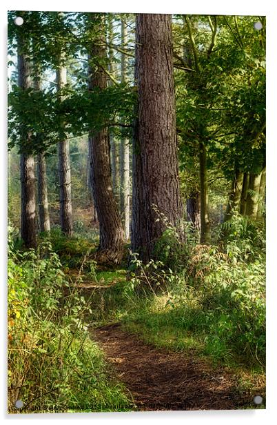 Forest Track Acrylic by Ann Garrett