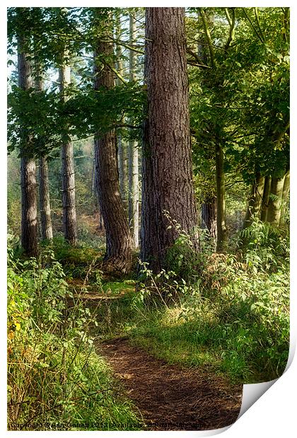 Forest Track Print by Ann Garrett