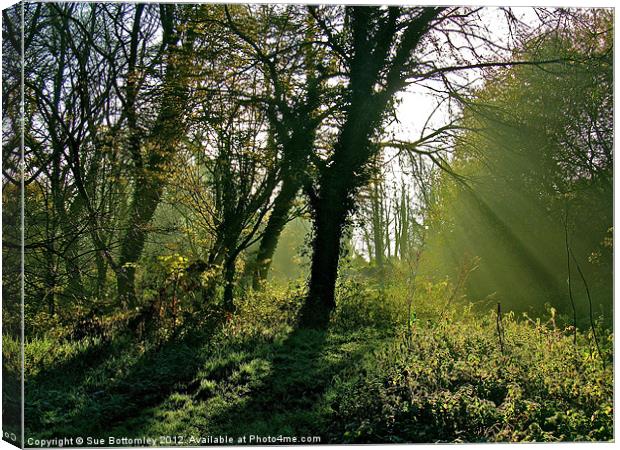 Sun breaking through the tree's Canvas Print by Sue Bottomley