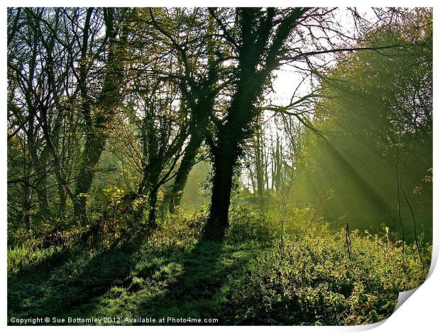 Sun breaking through the tree's Print by Sue Bottomley