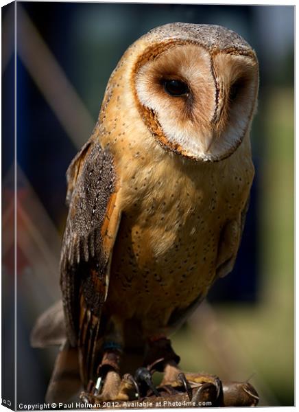 Dusk Dark Beasted Barn Owl Canvas Print by Paul Holman Photography