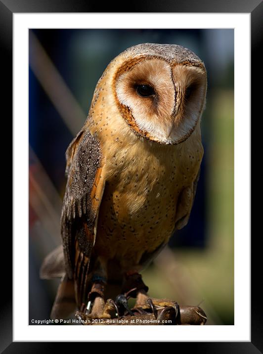 Dusk Dark Beasted Barn Owl Framed Mounted Print by Paul Holman Photography