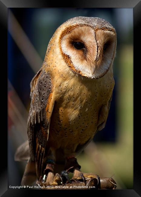 Dusk Dark Beasted Barn Owl Framed Print by Paul Holman Photography